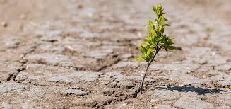 You are currently viewing <strong>The Impact of Climate Change on Food Security in Uganda</strong>